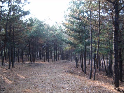 고요한 공릉 소나무 숲의 낙엽이 무심히 깔려 있다. 